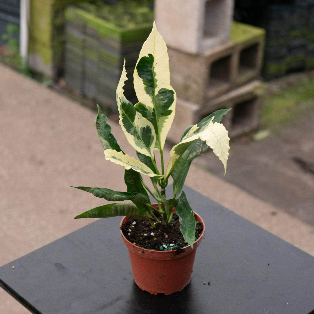 Gabriella Plants Croton 4" Codiaeum variegatum 'Tamara'