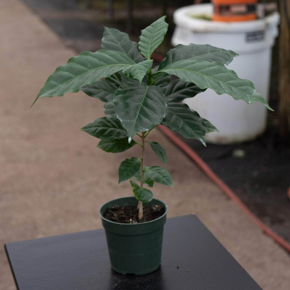 Gabriella Plants Other 4" Coffea arabica "Coffee Plant"