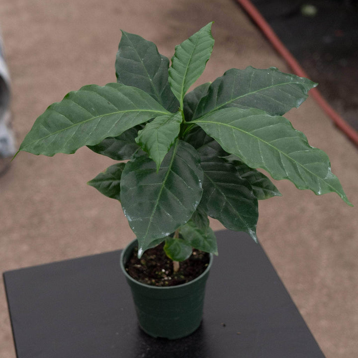 Gabriella Plants Other 4" Coffea arabica "Coffee Plant"