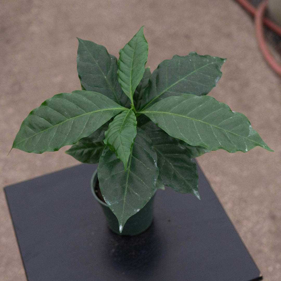 Gabriella Plants Other 4" Coffea arabica "Coffee Plant"