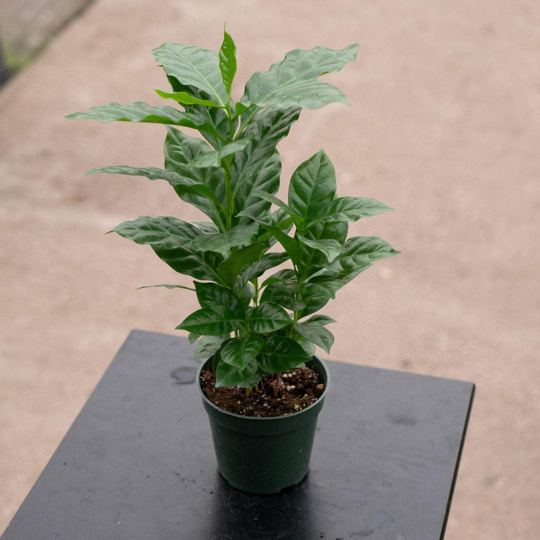 Gabriella Plants Other 4" Coffea arabica "Coffee Plant"