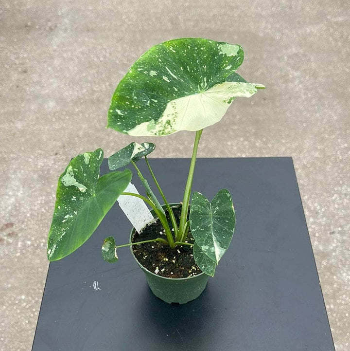 Gabriella Plants Alocasia 4" Colocasia esculenta 'Ele Paio'