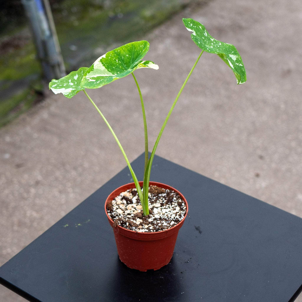 Gabriella Plants Alocasia 4" Colocasia esculenta 'Ele Paio'