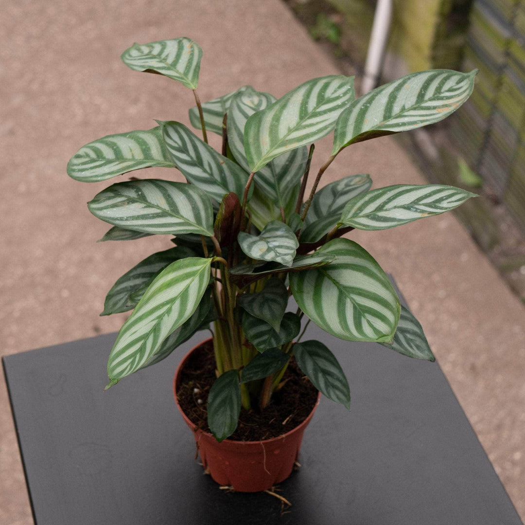 Gabriella Plants Other 4" Ctenanthe setosa 'Grey Star'