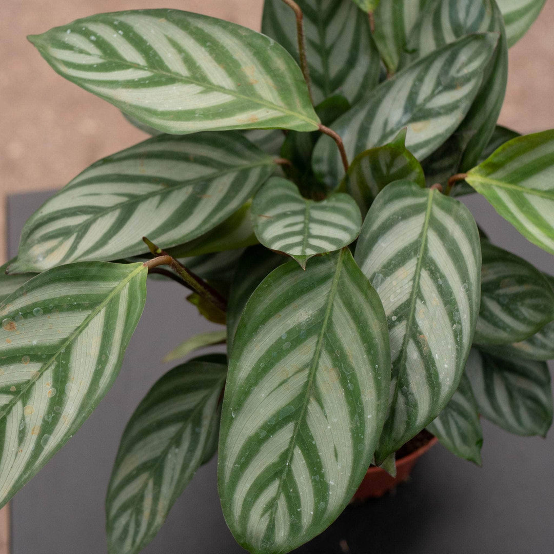 Gabriella Plants Other 4" Ctenanthe setosa 'Grey Star'