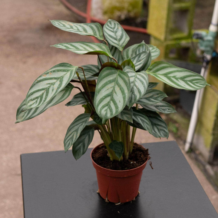 Gabriella Plants Other 4" Ctenanthe setosa 'Grey Star'