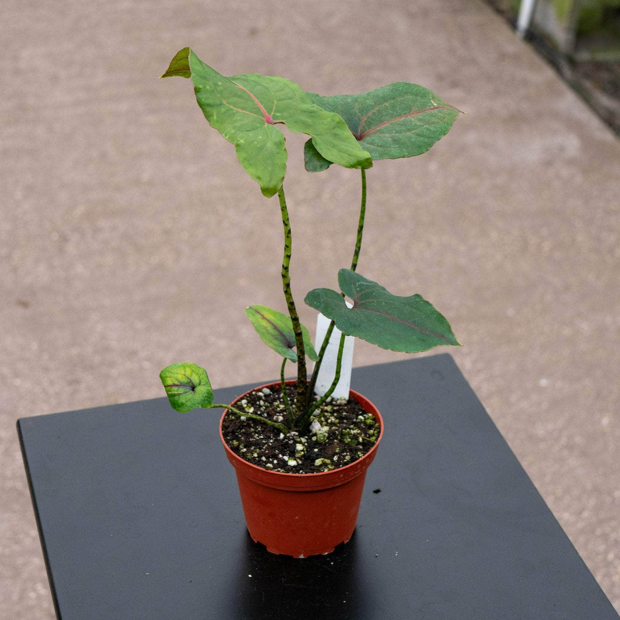 Plant deals Alocasia Cyrtosperma Johnstonii Black Jack