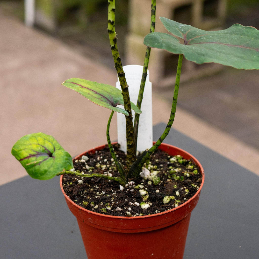 Gabriella Plants Indoor & Outdoor Plants 4" Cyrtosperma johnstonii