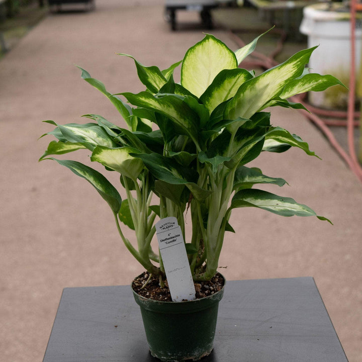 Gabriella Plants Other 4" Dieffenbachia 'Camille'