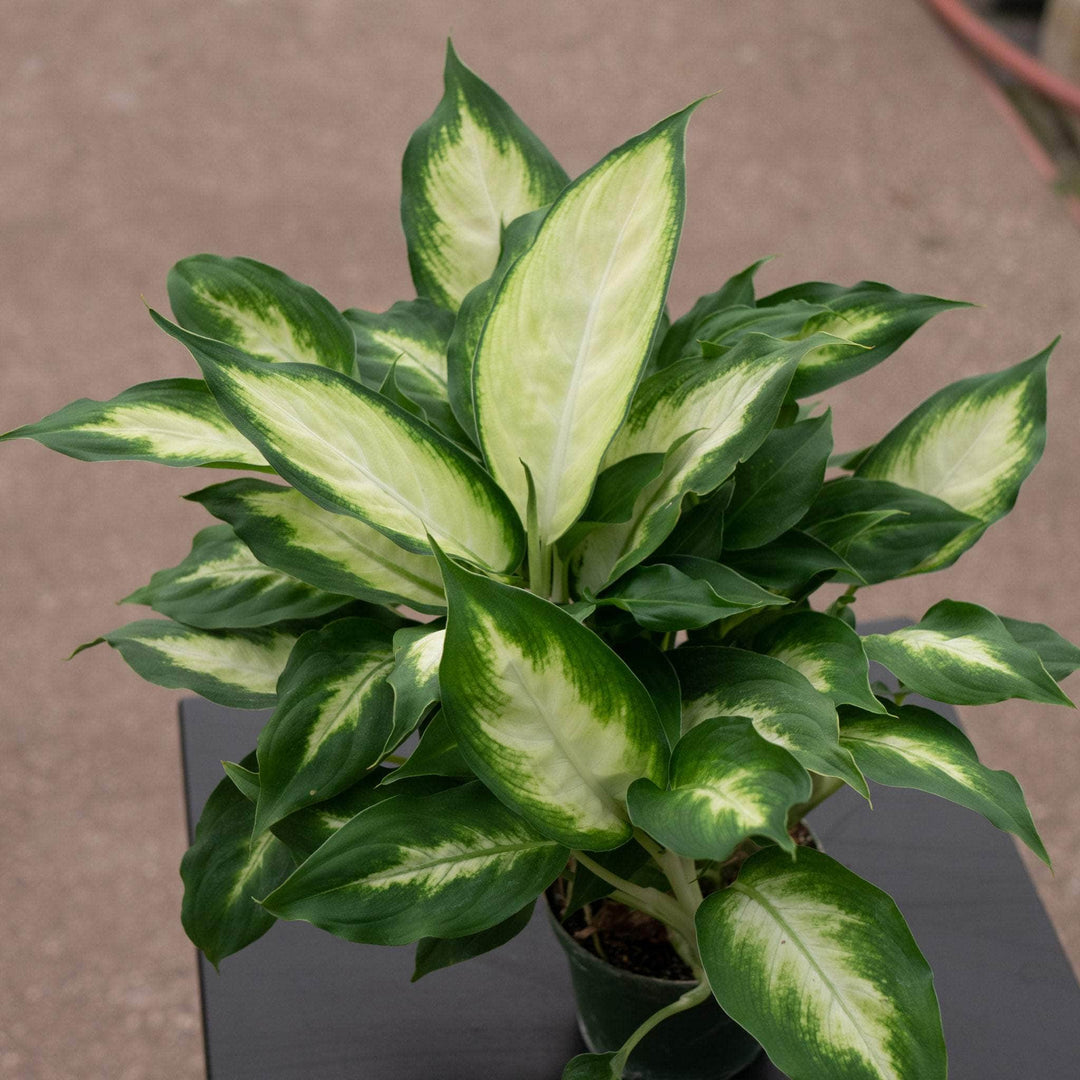 Gabriella Plants Other 4" Dieffenbachia 'Camille'