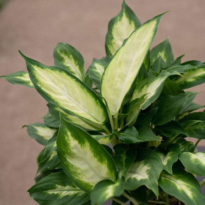 Gabriella Plants Other 4" Dieffenbachia 'Camille'