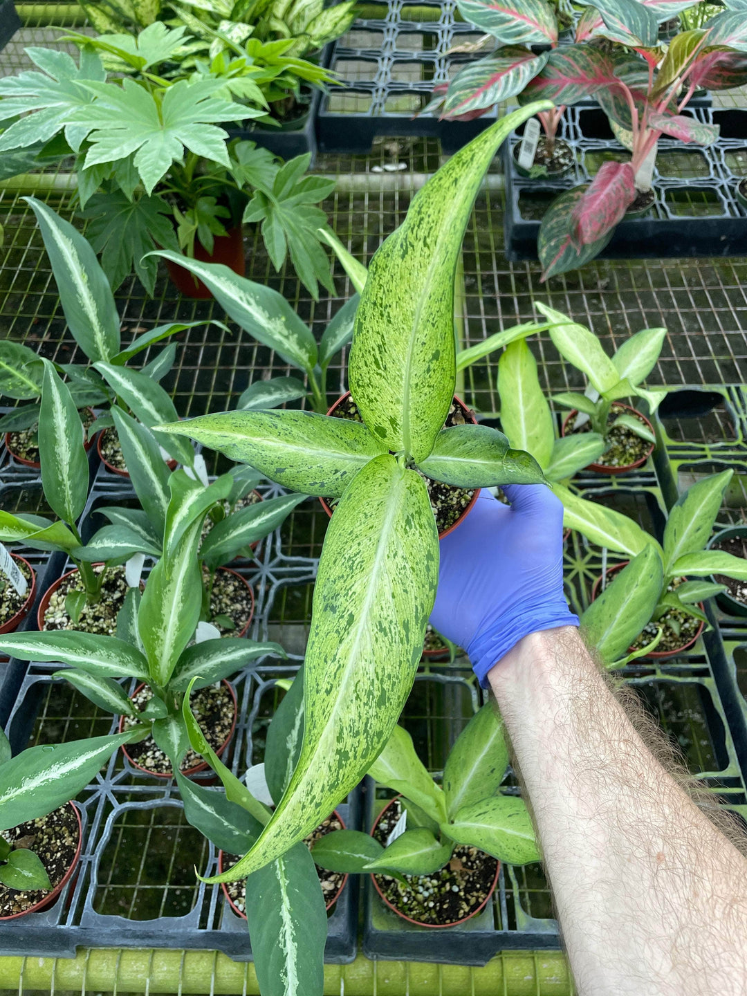 Gabriella Plants Other 4" Dieffenbachia 'Camouflage'