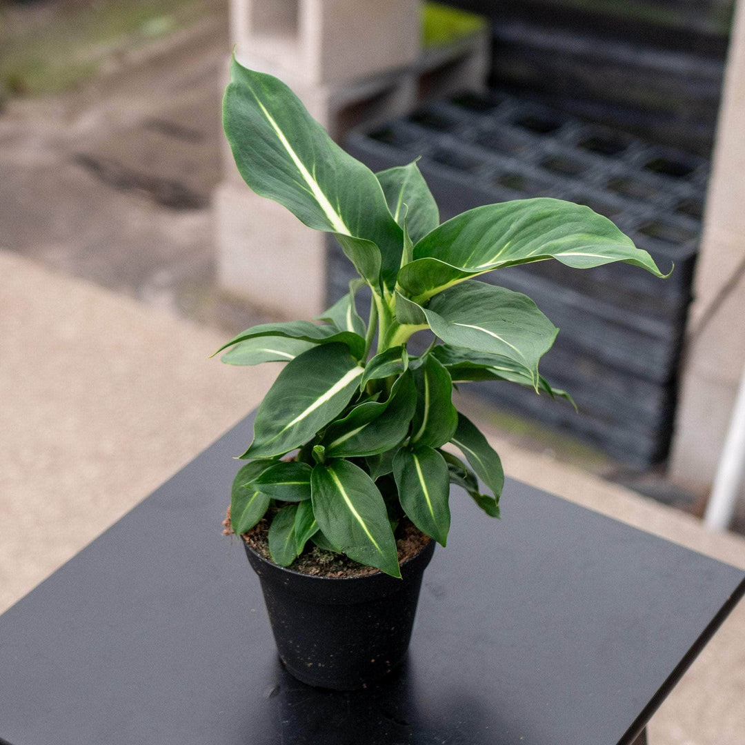 Gabriella Plants Dieffenbachia 4" Dieffenbachia 'Green Magic'