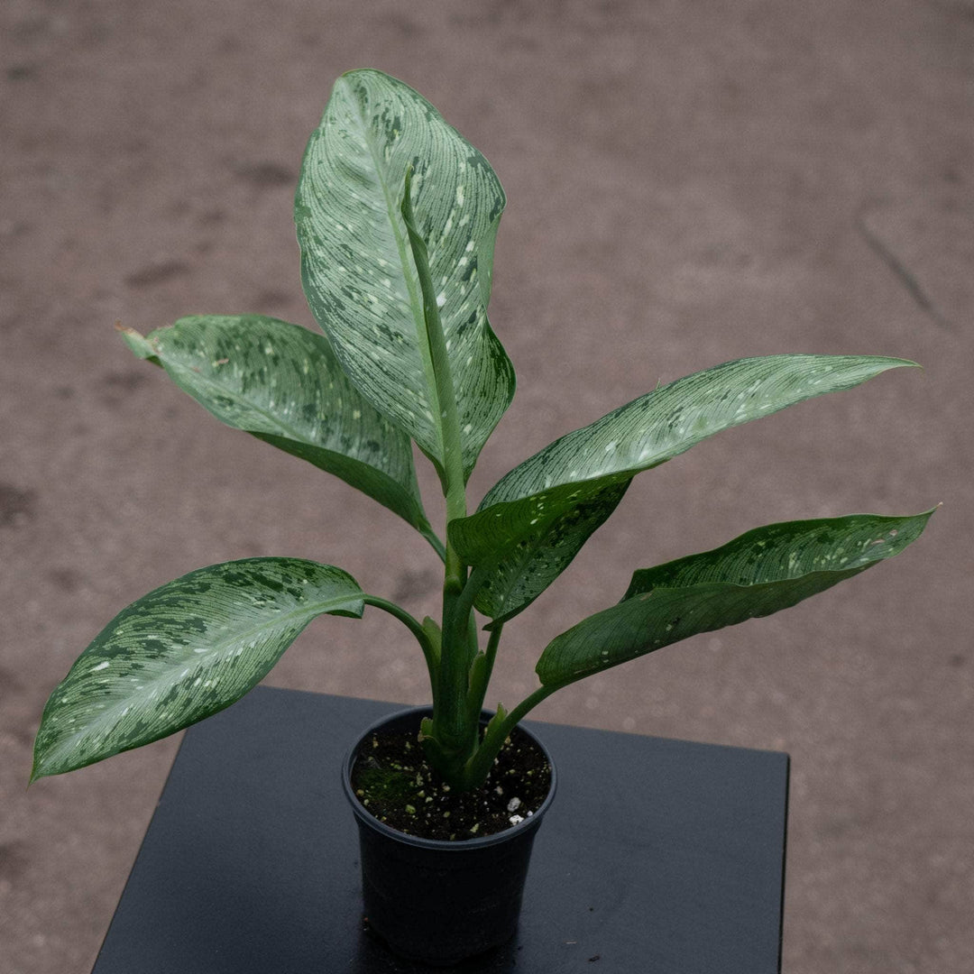 Gabriella Plants Dieffenbachia 4" Dieffenbachia 'Snow'