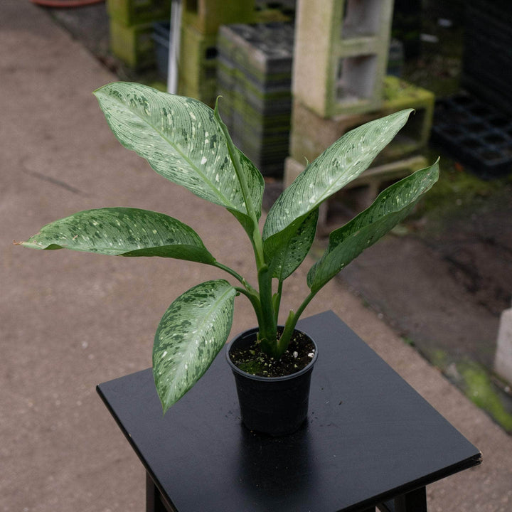 Gabriella Plants Dieffenbachia 4" Dieffenbachia 'Snow'