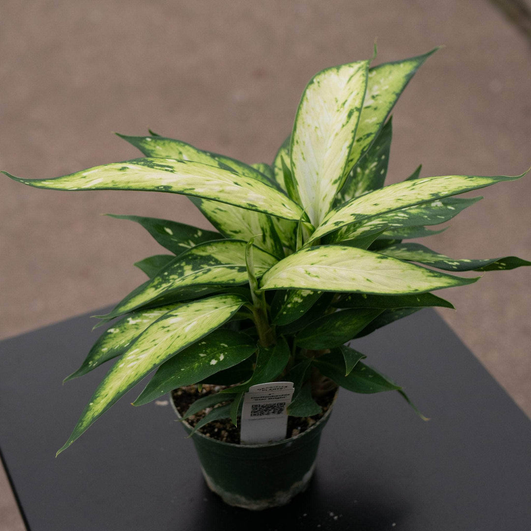 Gabriella Plants Other 4" Dieffenbachia 'Star Bright'