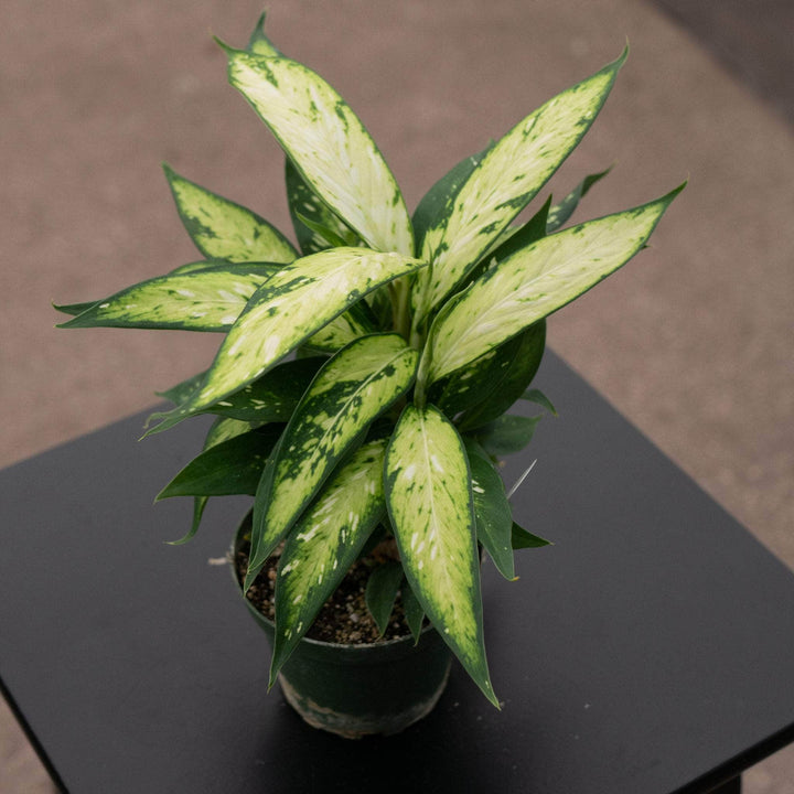 Gabriella Plants Other Dieffenbachia 'Star Bright'