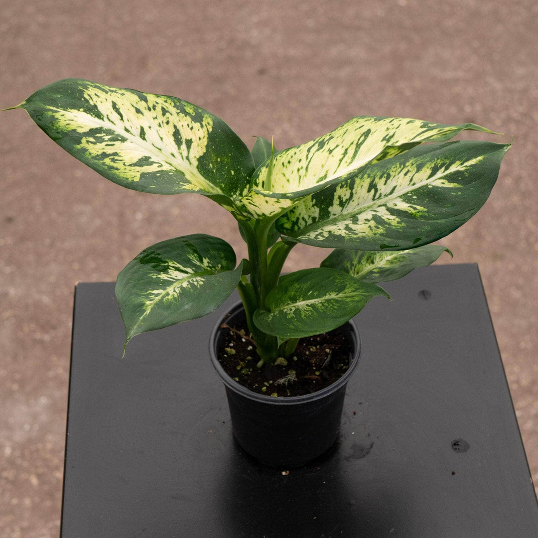 Gabriella Plants Dieffenbachia 4" Dieffenbachia 'Sublime'