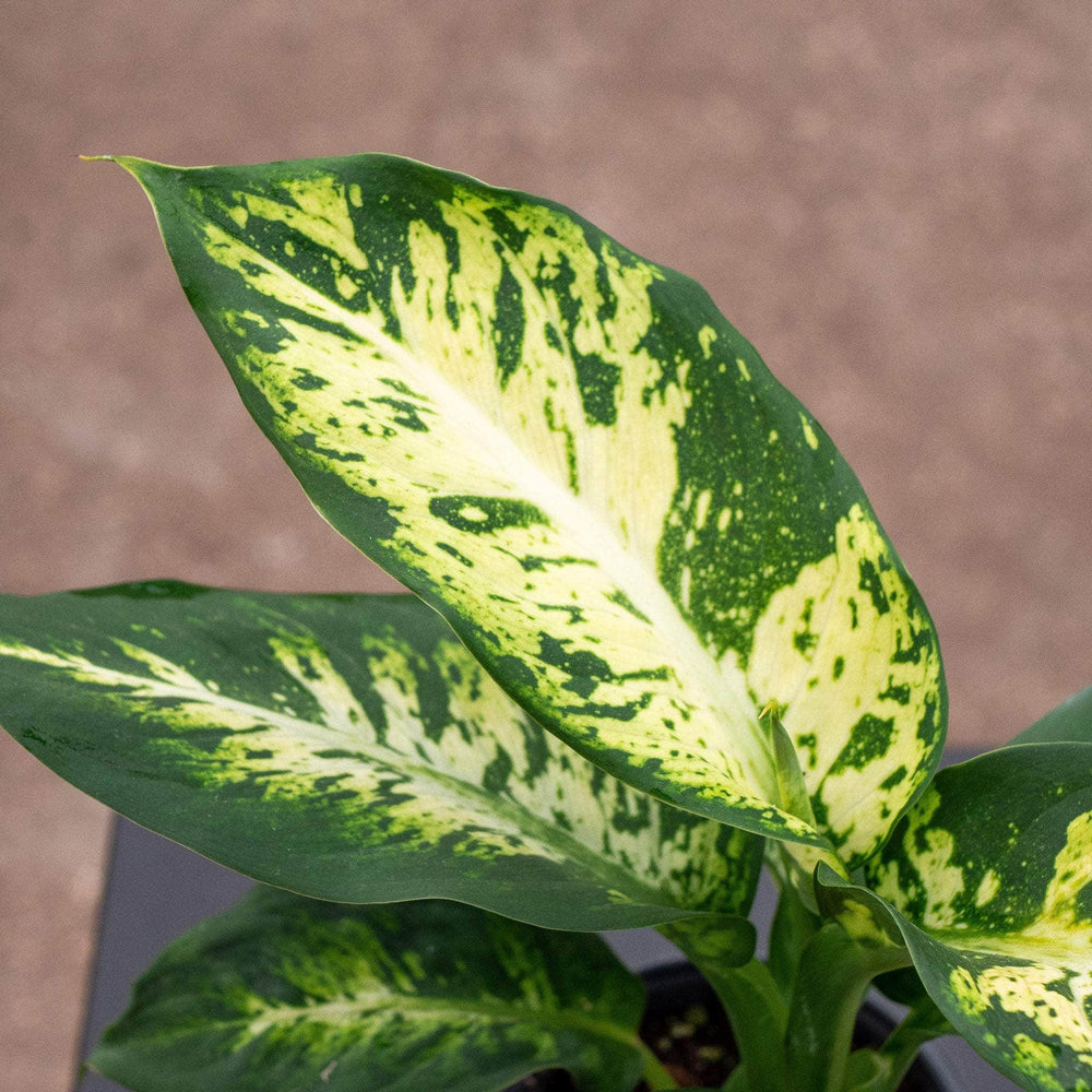 Gabriella Plants Dieffenbachia 4" Dieffenbachia 'Sublime'