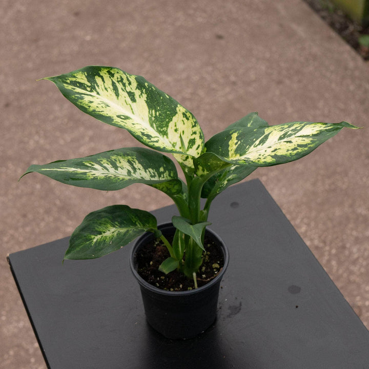 Gabriella Plants Dieffenbachia 4" Dieffenbachia 'Sublime'