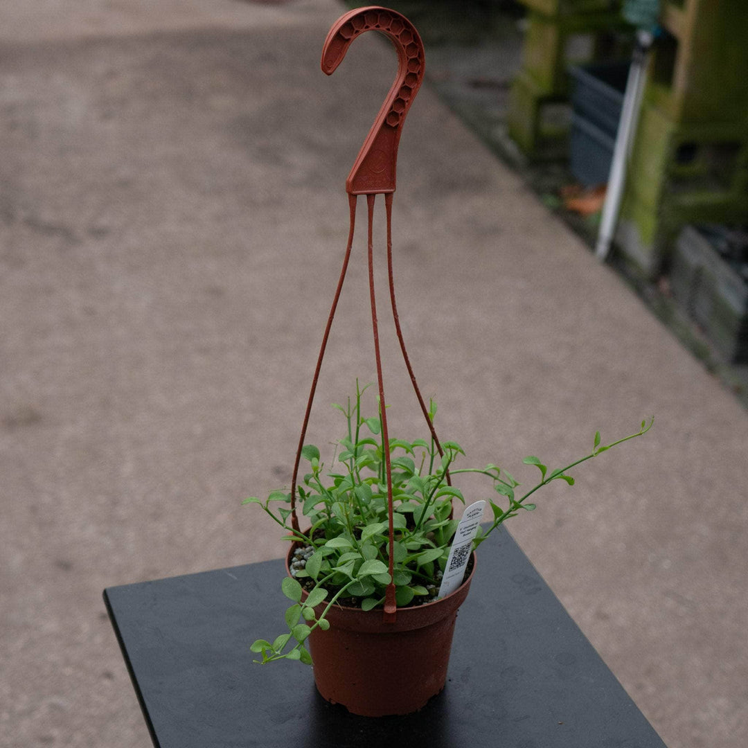 Gabriella Plants Other Dischidia sp.