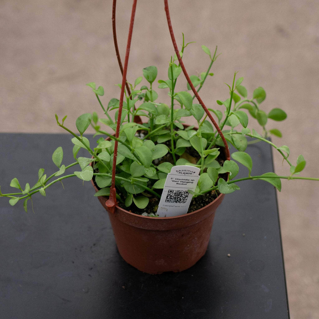 Gabriella Plants Other 5" Dischidia sp.