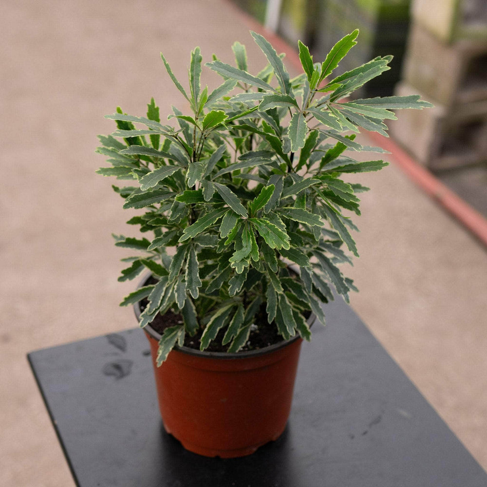 Gabriella Plants All 6" Dizygotheca elegantissima 'Aralia Bianca'