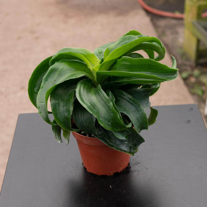 Gabriella Plants Other 4" Dracaena deremensis 'Dragon Twister'