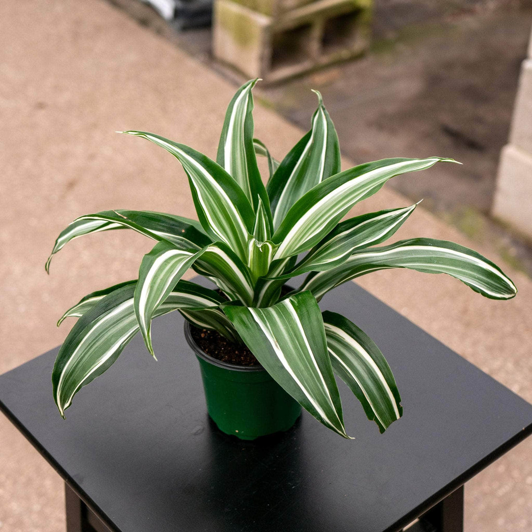 Gabriella Plants Dracaena 4" Dracaena deremensis 'Jade Jewel'