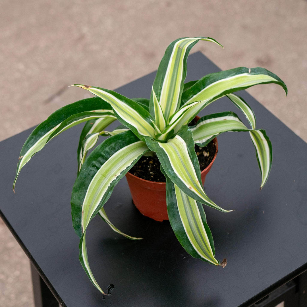 Gabriella Plants Other 4" Dracaena deremensis 'Malaika'