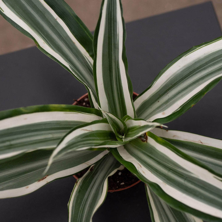 Gabriella Plants Other 4" Dracaena deremensis 'White Jewel'