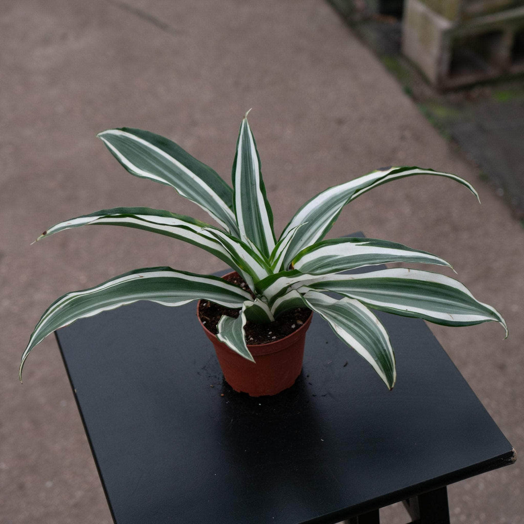 Gabriella Plants Other 4" Dracaena deremensis 'White Jewel'