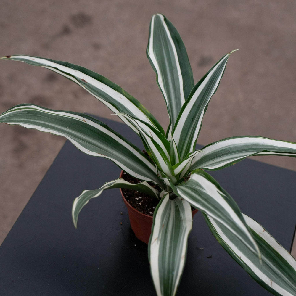 Gabriella Plants Other 4" Dracaena deremensis 'White Jewel'