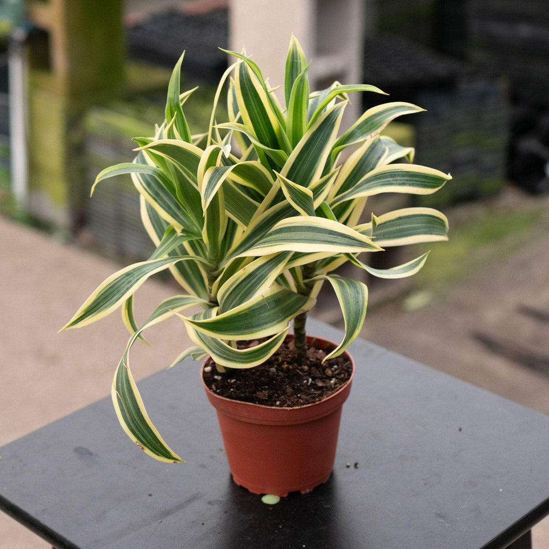 Gabriella Plants Dracaena 4" Dracaena reflexa 'Song of India'