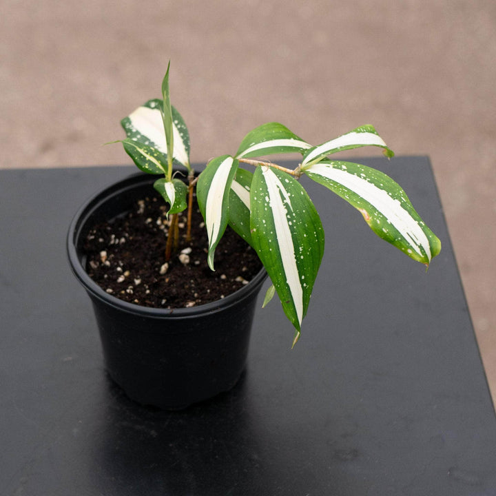 Gabriella Plants Dracaena 4" Dracaena surculosa ‘Milky Way’