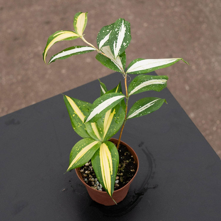 Gabriella Plants Dracaena 4" Dracaena surculosa ‘Milky Way’