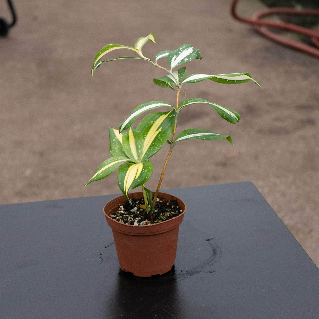 Gabriella Plants Dracaena 4" Dracaena surculosa ‘Milky Way’