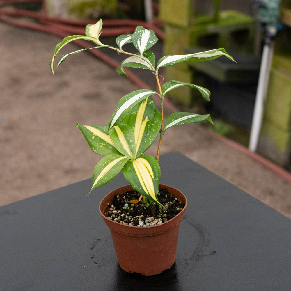 Gabriella Plants Dracaena 4" Dracaena surculosa ‘Milky Way’