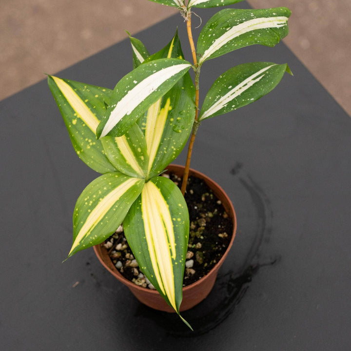 Gabriella Plants Dracaena 4" Dracaena surculosa ‘Milky Way’