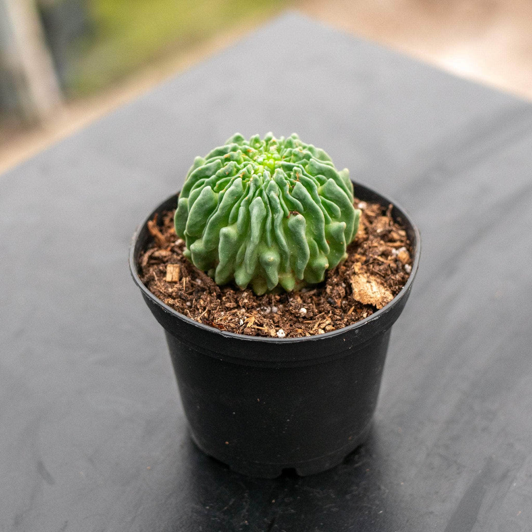 Gabriella Plants Succulent/Cactus 3" Echinofossulocactus multicostatus f. inermis ‘Sperm Cactus’