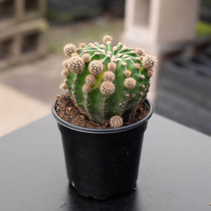 Gabriella Plants Succulent/Cactus 4" Echinopsis eyriesii ‘Aurea Variegata’