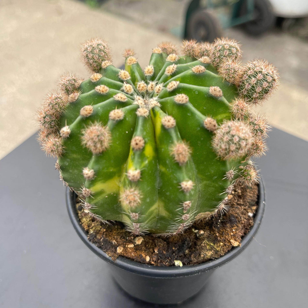 Gabriella Plants Succulent/Cactus 4" Echinopsis eyriesii ‘Aurea Variegata’