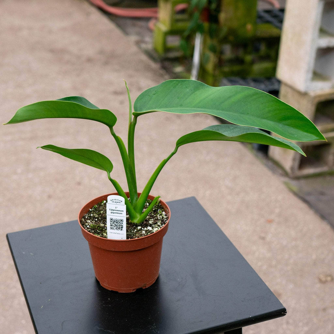 Gabriella Plants Pothos 5" Epipremnum giganteum