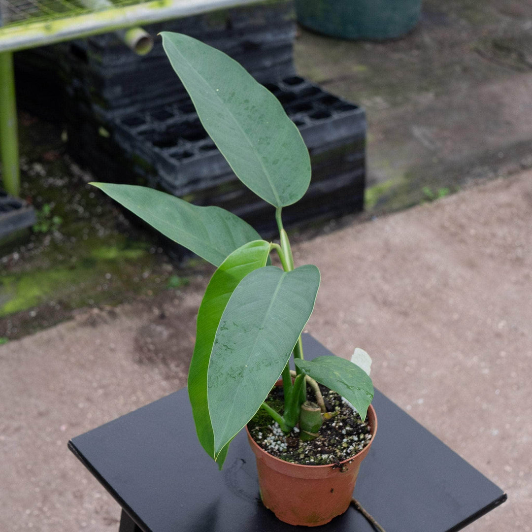 Gabriella Plants Pothos 5" Epipremnum giganteum