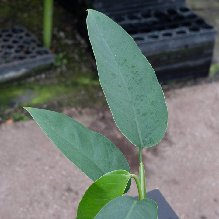 Gabriella Plants Pothos 5" Epipremnum giganteum