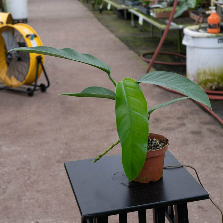 Gabriella Plants Pothos 5" Epipremnum giganteum