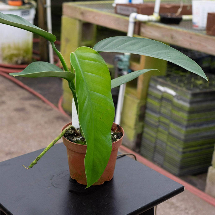 Gabriella Plants Pothos 5" Epipremnum giganteum