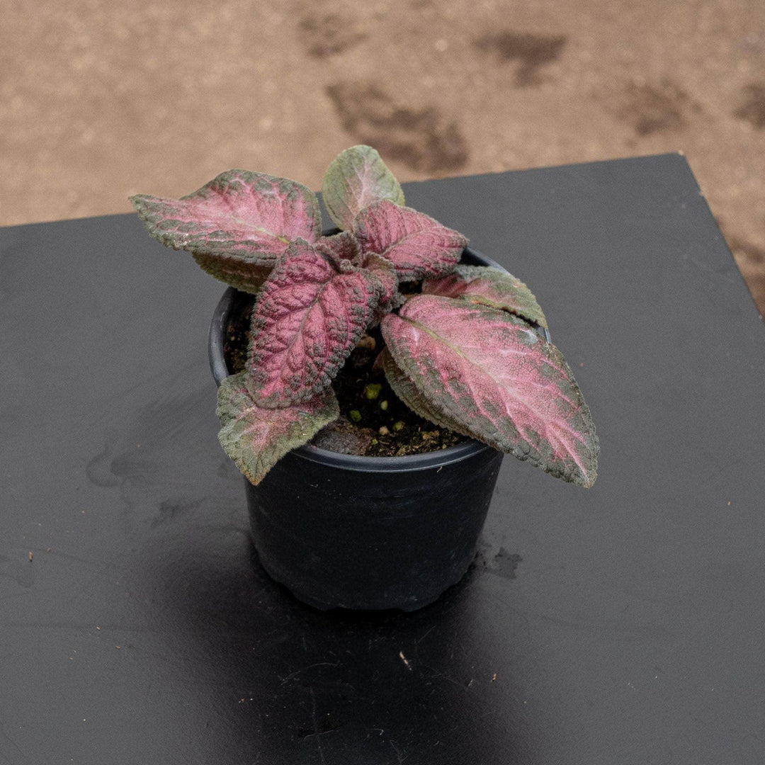 Gabriella Plants Other 4" Episcia Grower's Choice