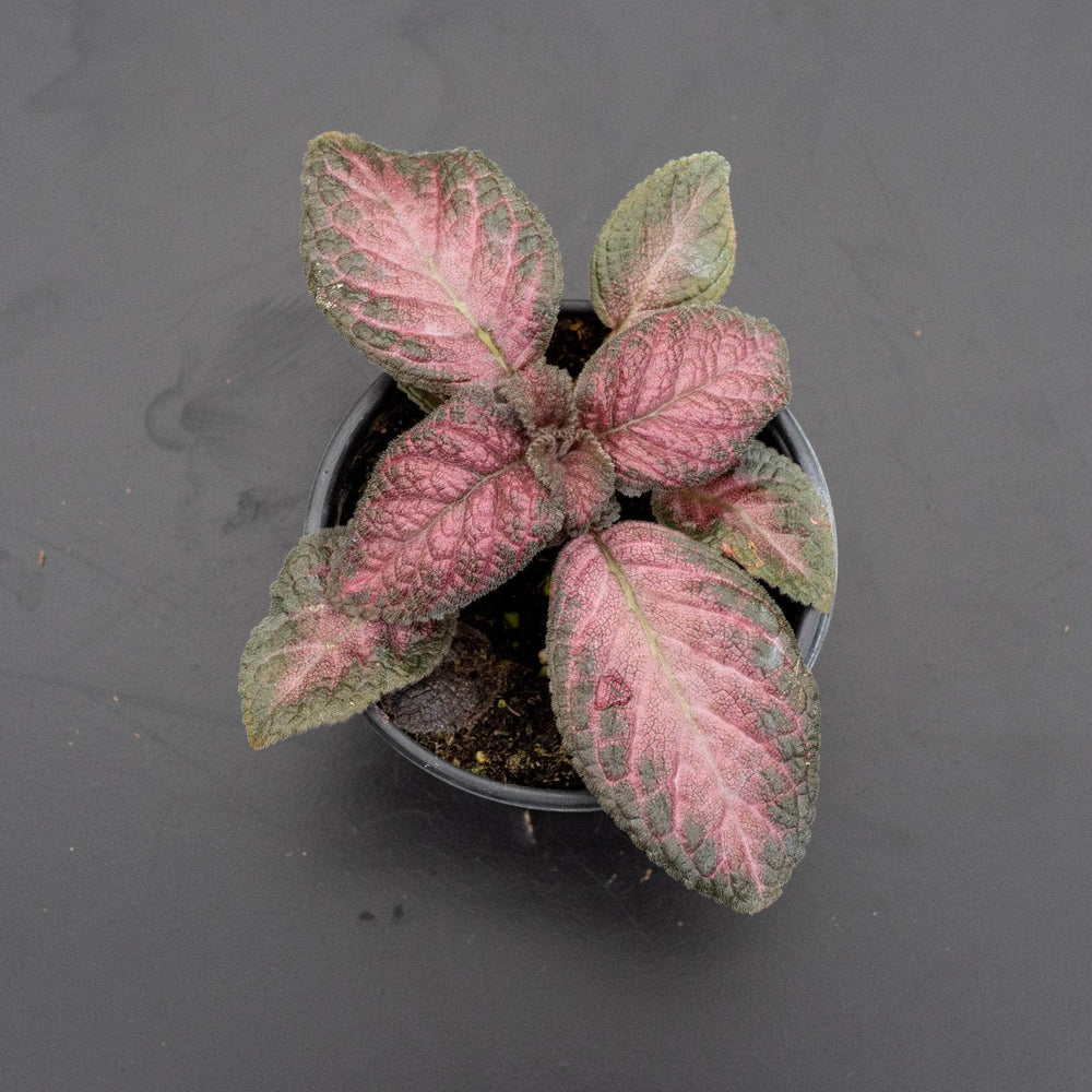 Gabriella Plants Other 4" Episcia Grower's Choice