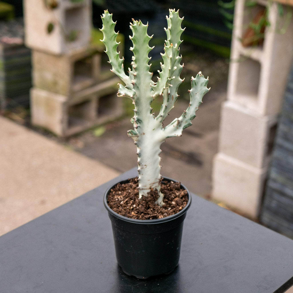 Gabriella Plants Tradescantia 4" Euphorbia Lactea Variegated 'Dragon Bones' 'White Ghost'